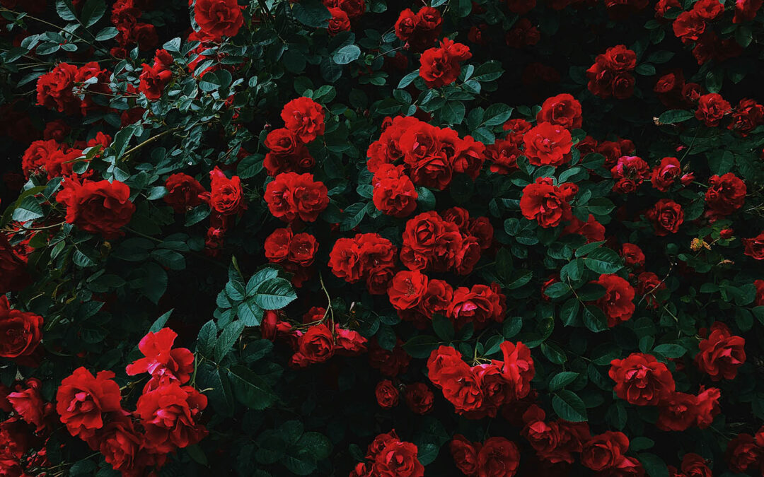 5 Tipps zum Rosenschnitt – Landschaftsgärtner Graser